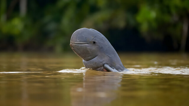 Irrawaddy Dolphin (Mahakam River Dolphin) Surfacing in Tropical Freshwater Habitat