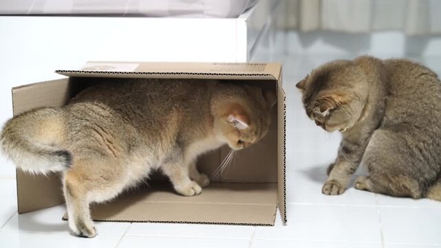 Playful British Shorthair cats with golden fur and brown coats, one inside cardboard box and other wearing gold collar, interact curiously white tiled floor cozy indoor domestic feline pet animal