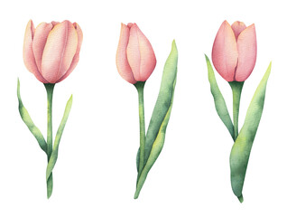 Obraz premium Set of illustrations of watercolor tulips