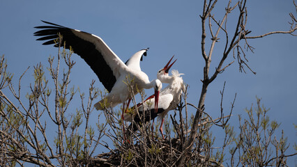 stork in the nest