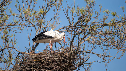 stork in the nest