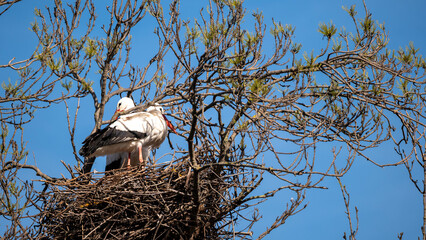 stork in the nest