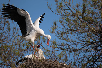 stork in the nest