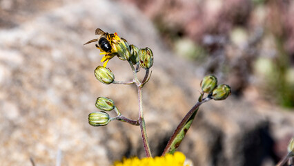 Abeja polinizando flores, diente de león. © Menorcaevo