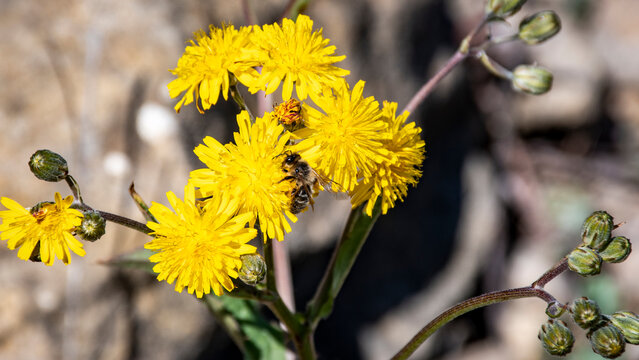 Abeja polinizando flores, diente de le&oacute;n.