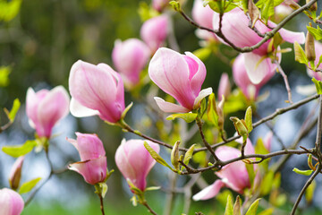 Pink magnolia flowers blooming on tree branches in spring. Elegant blossoms with fresh green leaves against a soft natural background