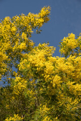 Fototapeta premium yellow flowers mimosa on blue sky background