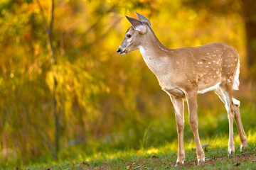 Image of spotted fawn at golden hour    