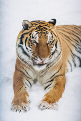 tiger close-up in the snow, high quality photo