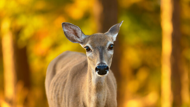 Close-up portrait of whitetail deer on the background of autumn forest at golden hour   