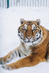 Obraz premium tiger close-up in the snow, high quality photo