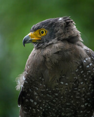 Fototapeta premium close up of an eagle