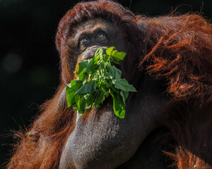 Borneo orangutan 