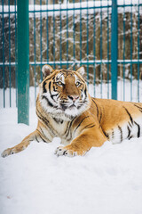 Obraz premium tiger close-up in the snow, high quality photo