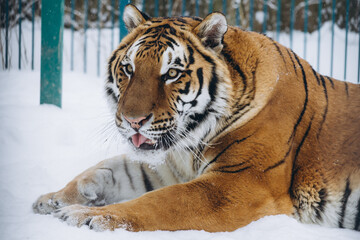 Naklejka premium tiger close-up in the snow, high quality photo