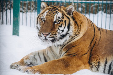 Naklejka premium tiger close-up in the snow, high quality photo