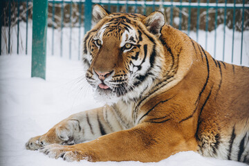 Obraz premium tiger close-up in the snow, high quality photo