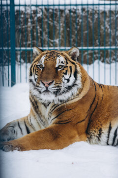 tiger close-up in the snow, high quality photo