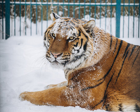 tiger close-up in the snow, high quality photo