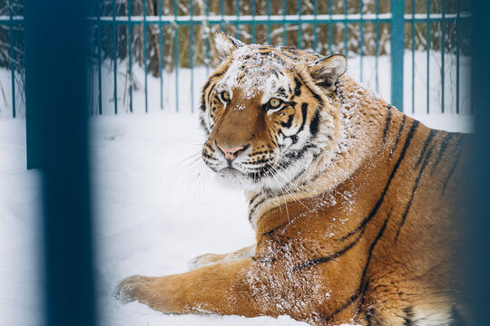 tiger close-up in the snow, high quality photo