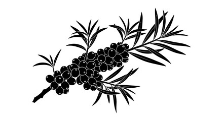 Black ink illustration of a sprig featuring berries and needle like leaves © arfanah02
