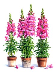 Three pink flowering snapdragons in pots, isolated on white. Watercolor illustration