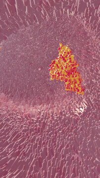 3D Medical Illustration of a GLP-1 Receptor Agonist Molecule within the Gastrointestinal Lumen for Pharmaceutical Research