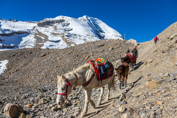 Pack pony train and guides descend a rocky high-altitude trail beneath snowcovered peaks,...