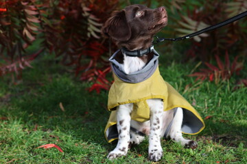 Stabyhoun Stabijhoun puppy dog © E