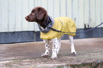 Stabyhoun Stabijhoun puppy dog © E