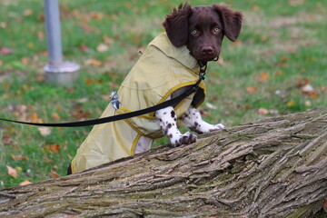 Stabyhoun Stabijhoun puppy dog © E