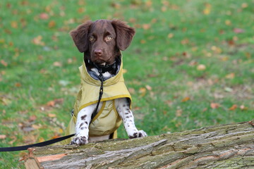 Stabyhoun Stabijhoun puppy dog © E