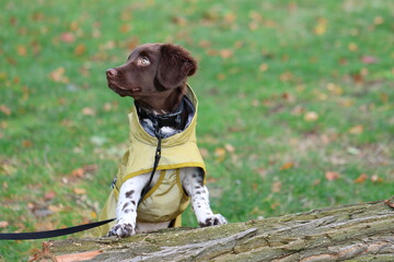 Stabyhoun Stabijhoun puppy dog © E