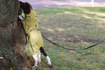 Stabyhoun Stabijhoun puppy dog © E