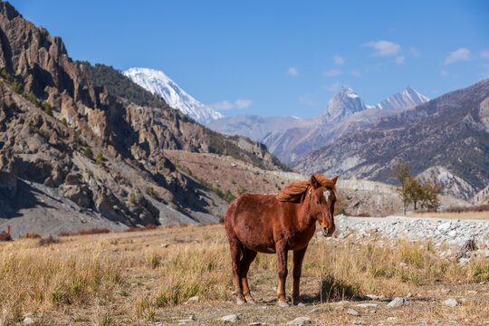 Himalayan horse in the Annapurna mountain valley near Manang, Nepal along the Annapurna Circuit Trail ACT Trek
