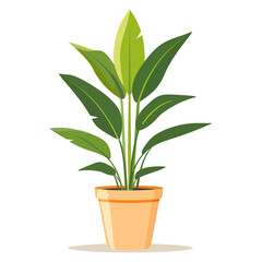 Green tropical houseplant in terracotta pot isolated on transparent background