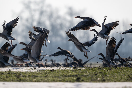 Zugv&ouml;gel, jedes Jahr unternehmen Vogelschw&auml;rme eine anstrengende Reise in den S&uuml;den und kehren im Fr&uuml;hjahr zur&uuml;ck