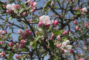 Spring blooming tree. Beautiful apple flowers on branch