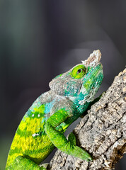 Fototapeta premium Chameleon on a tree