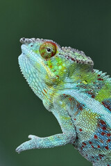 Obraz premium Close up chameleon with textured scales and prominent horns resting on a branch, crisp detail against a smooth, dark green background.