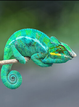 Bright green chameleon with textured scales and prominent horns resting on a branch, crisp detail against a smooth, blurry green background.