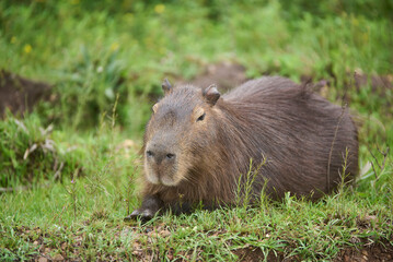 Capybara, hydrochoerus hydrochaeris, a peaceful large rodent, native to South America, lying on the grass in El Palmar National Park, Entre Rios, Argentina, its natural environment.