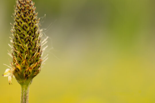 Spitzwegerich verbl&uuml;ht mit Pollen