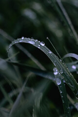 Water droplets on green grass leaf macro with dark blurred background