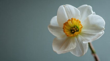 Fototapeta premium Single daffodil flower with vibrant center