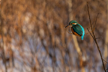 Common European Kingfisher (Alcedo atthis) perched on a stick above the river.