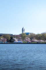 Fototapeta premium Cherry Blossoms Blooming in Washington DC Near the Tidal Basin