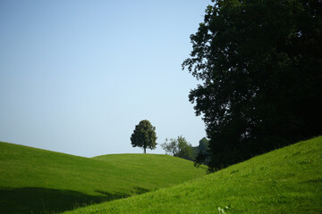 Obraz premium Trees Viewed from Below with Sky Background