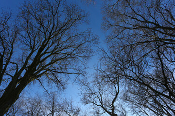 Trees Viewed from Below with Sky Background