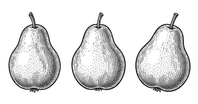 Hand-drawn illustration of three pears displaying textured details in black and white